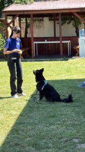 Photograph of a dog sat in the grass looking up at a trainer wearing a blue top